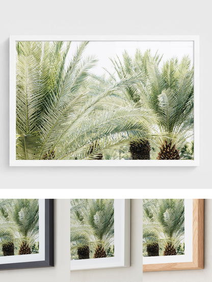Palm Daydream