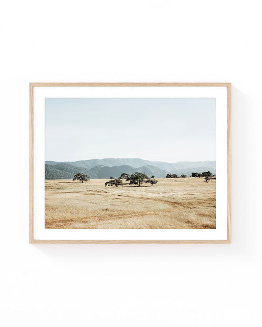 Open Meadow