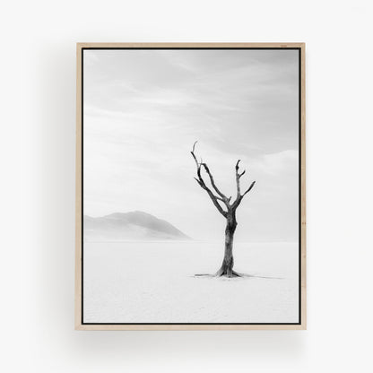 Lone Desert Tree