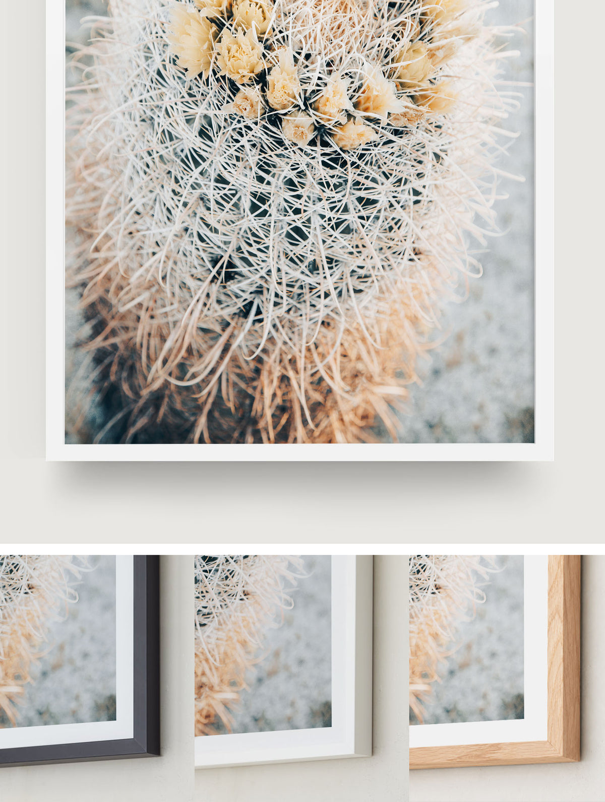Barrel Cacti
