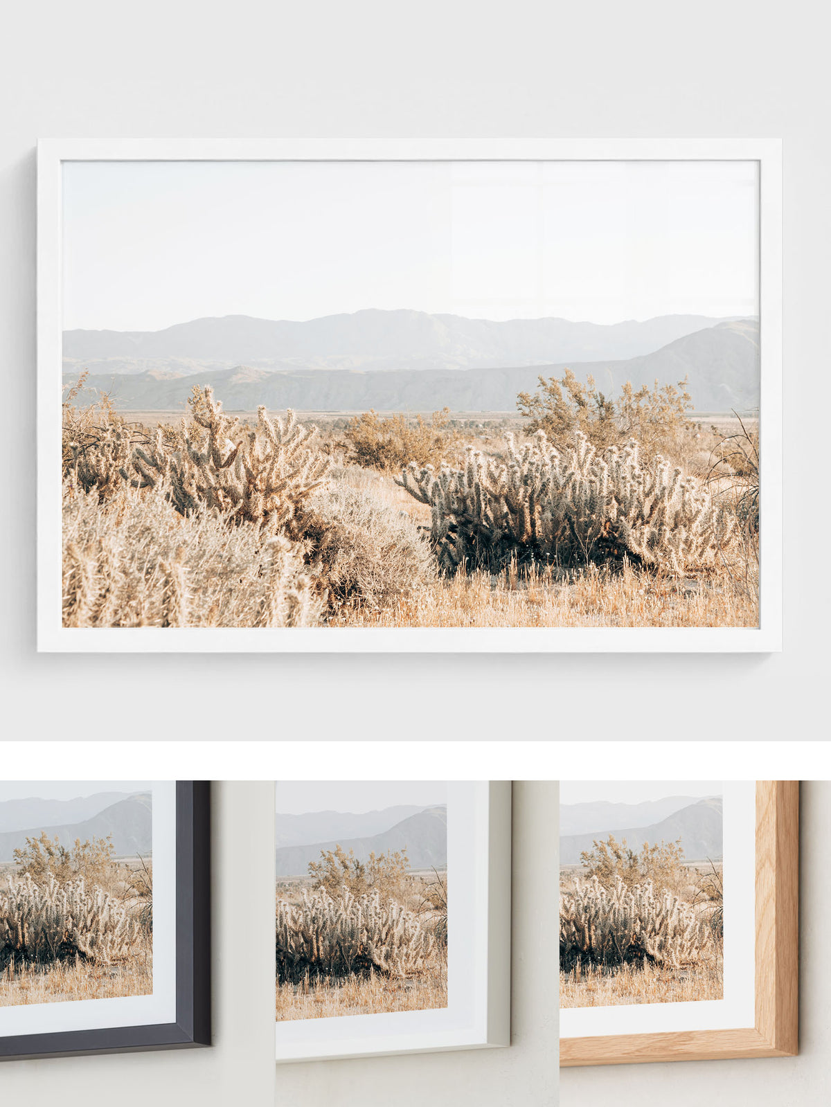 Cholla Valley