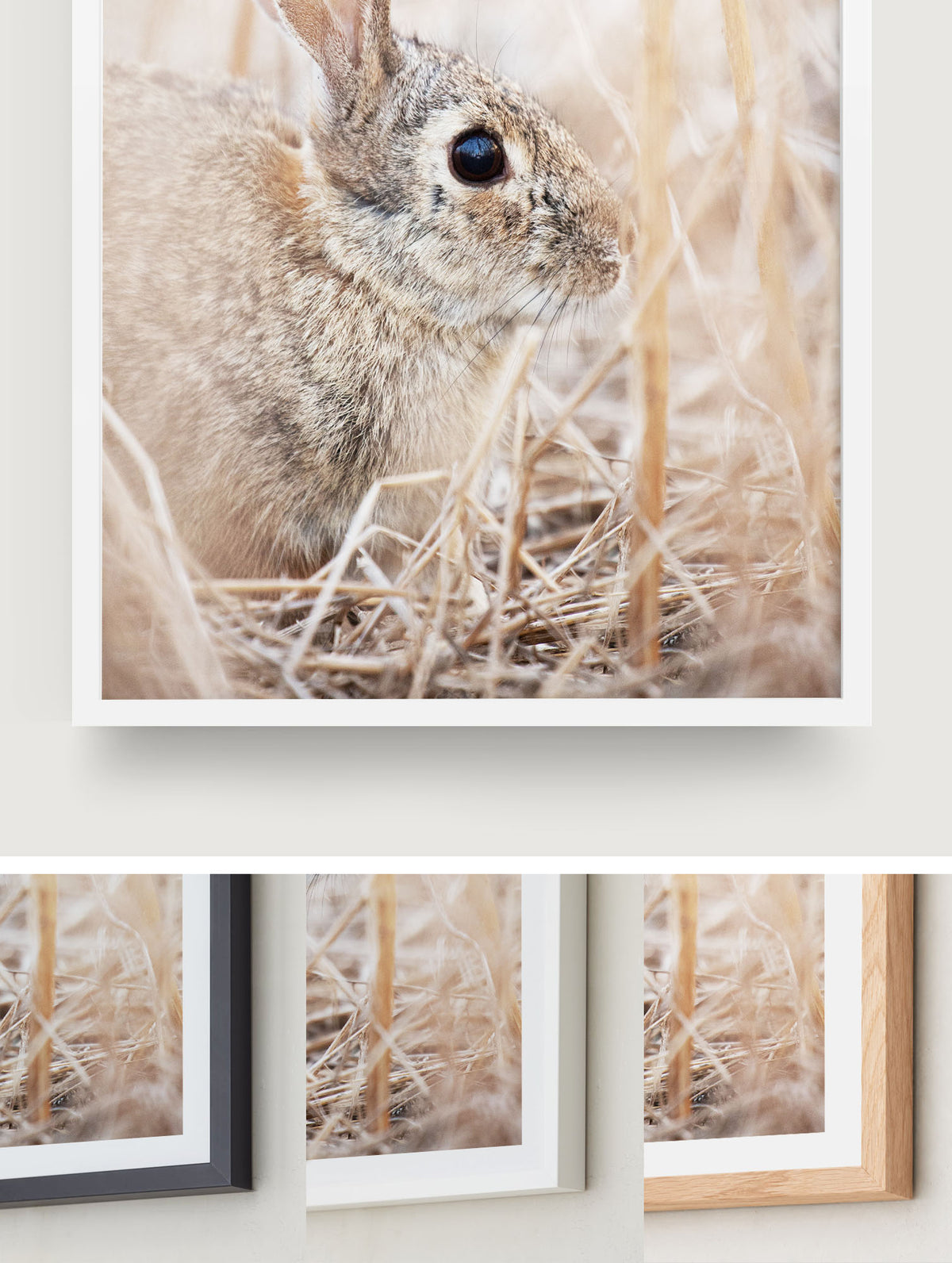 Cottontail