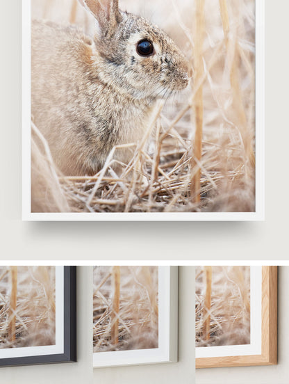 Cottontail
