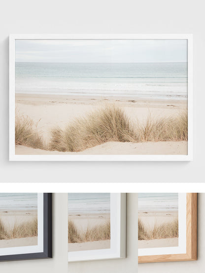 Coastal Dune Grass