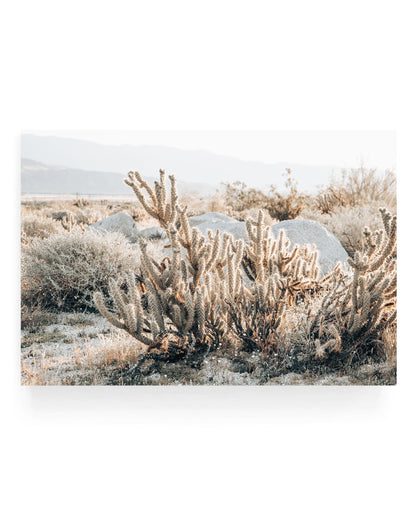 Desert landscape featuring cholla cactus in soft golden light with dry grasses, pale rocks, and distant mountains under a muted sky in warm neutral tones.
