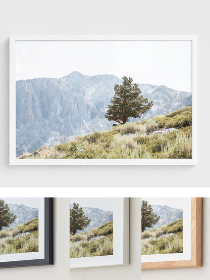Sierra Tree