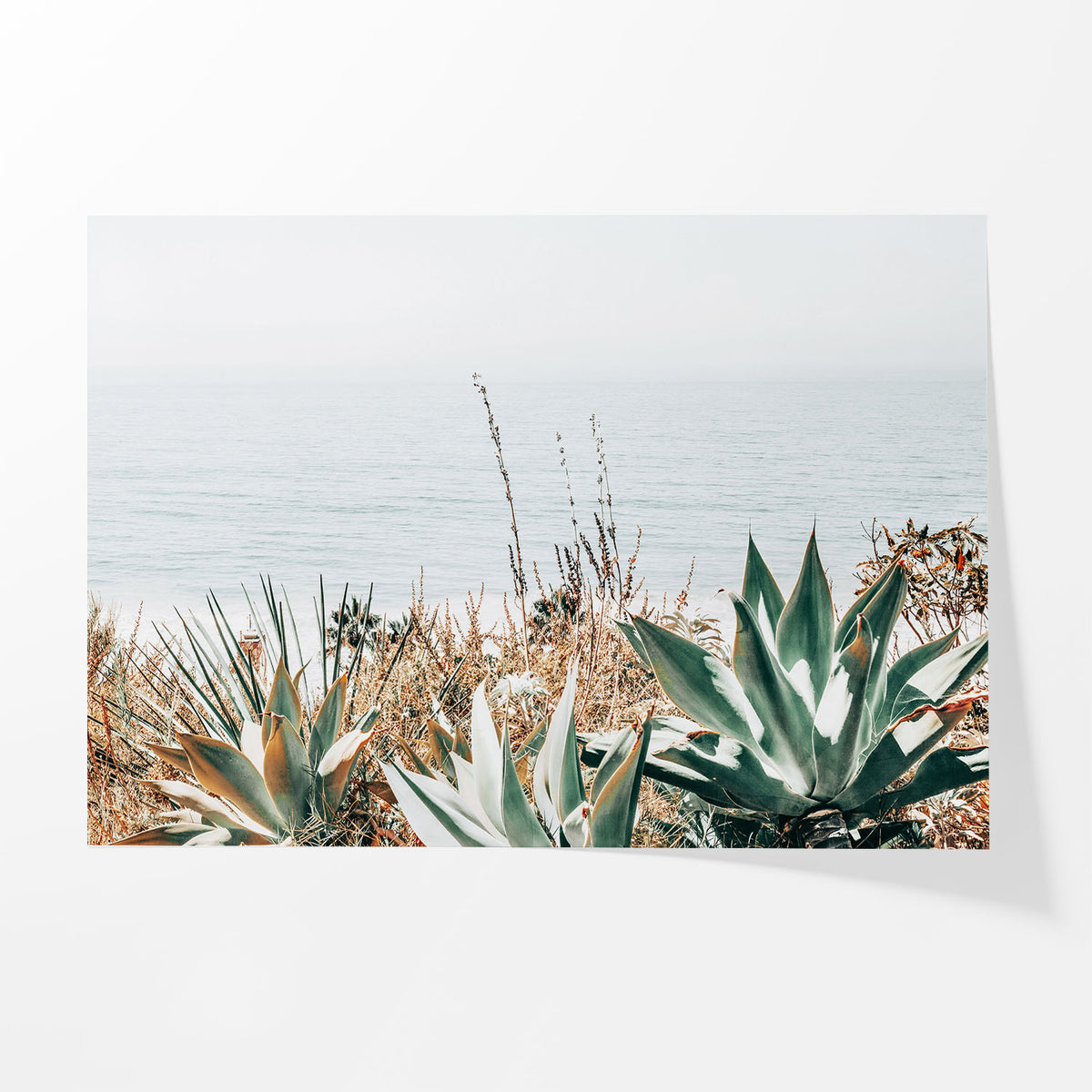 Pacific Agave
