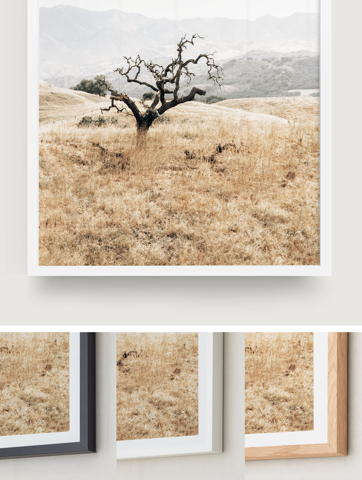 Sunlit Oak