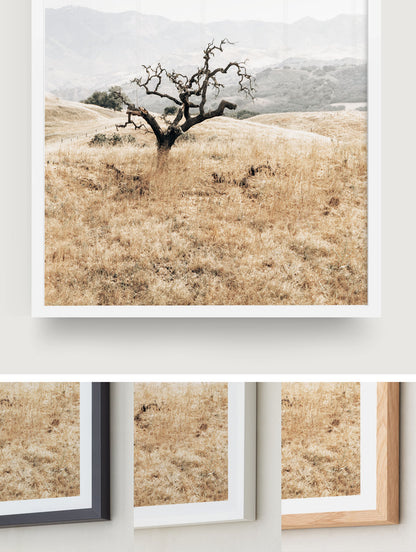 Sunlit Oak
