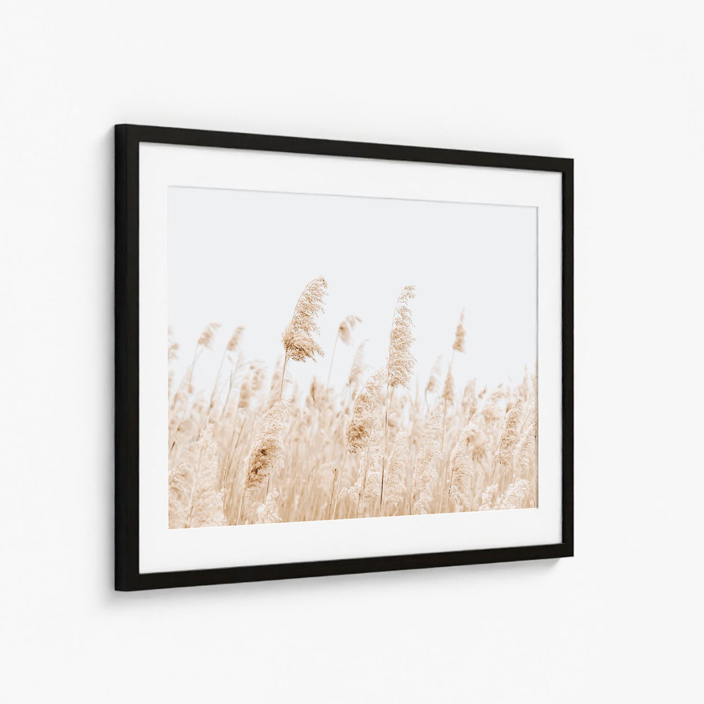 BEACH PAMPAS