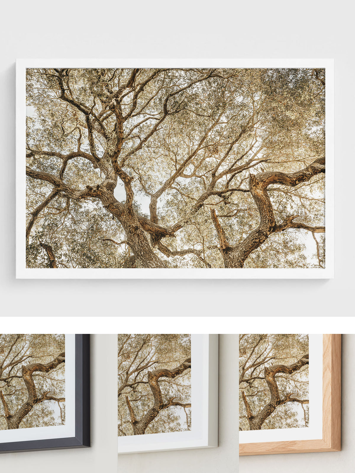 Twisting Branches