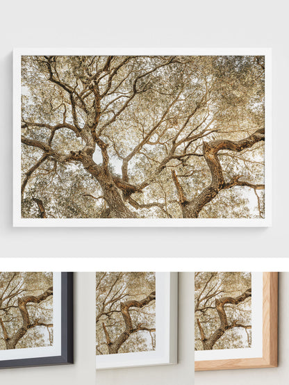 Twisting Branches