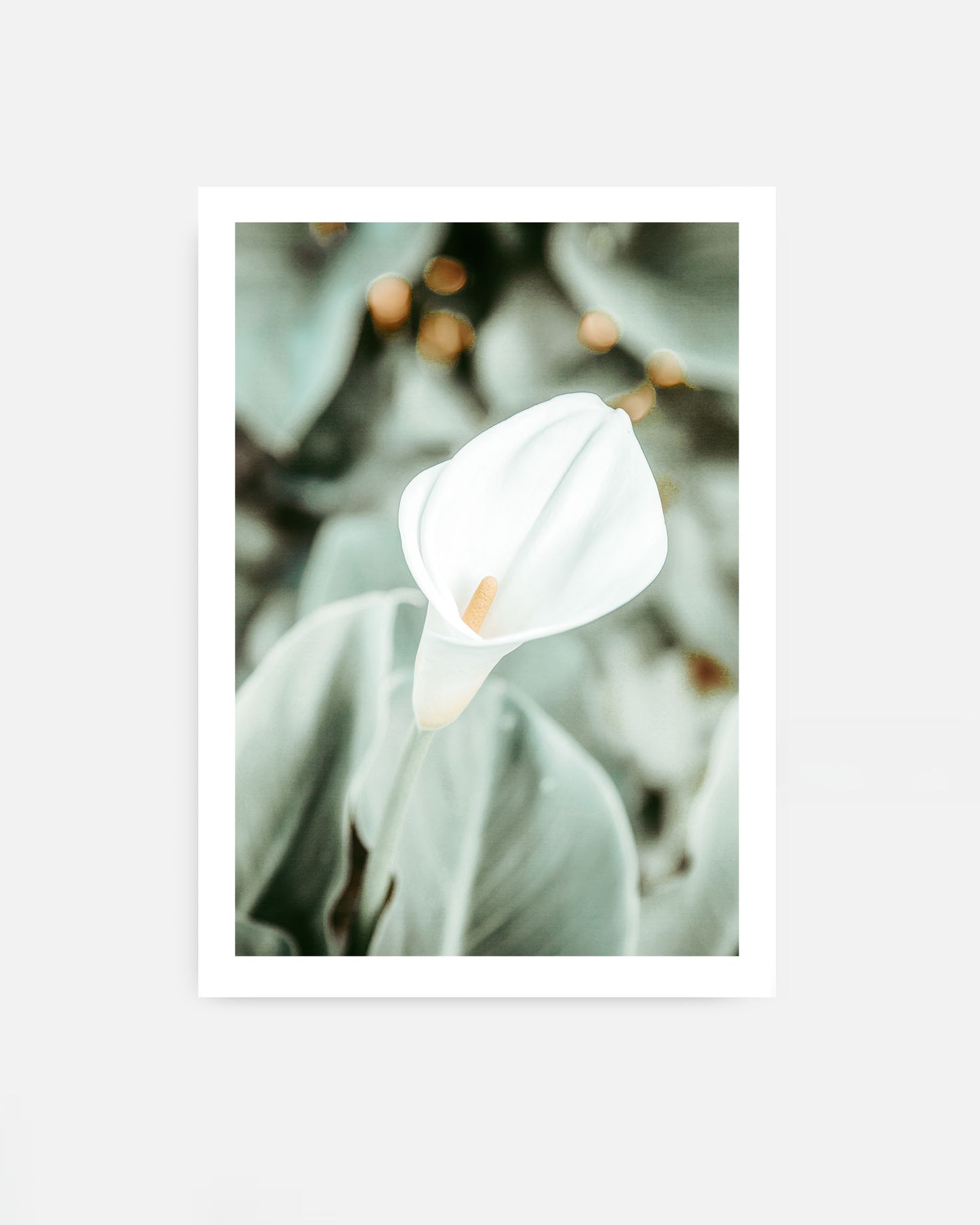 Quiet Bloom – Calla Lily Wall Art