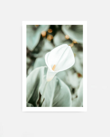 Quiet Bloom – Calla Lily Wall Art