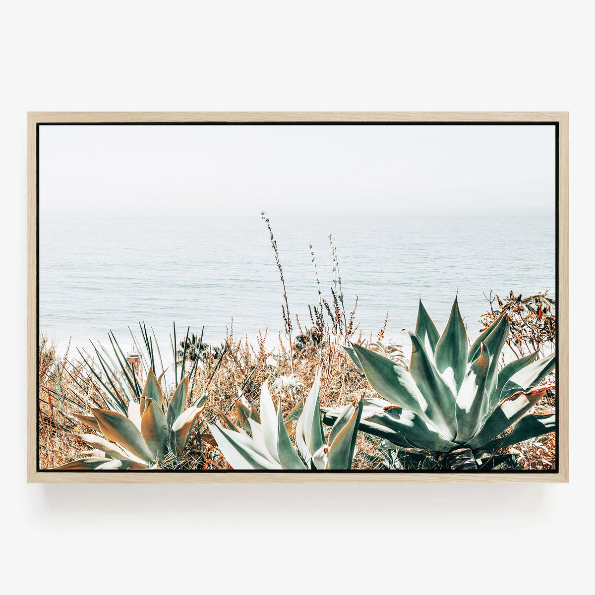Pacific Agave