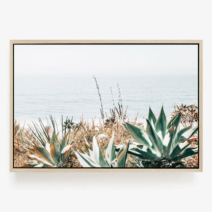 Pacific Agave