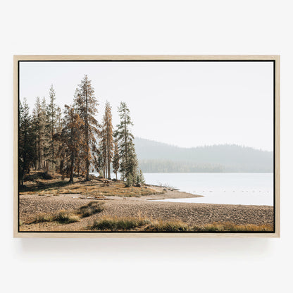 Pine Shore