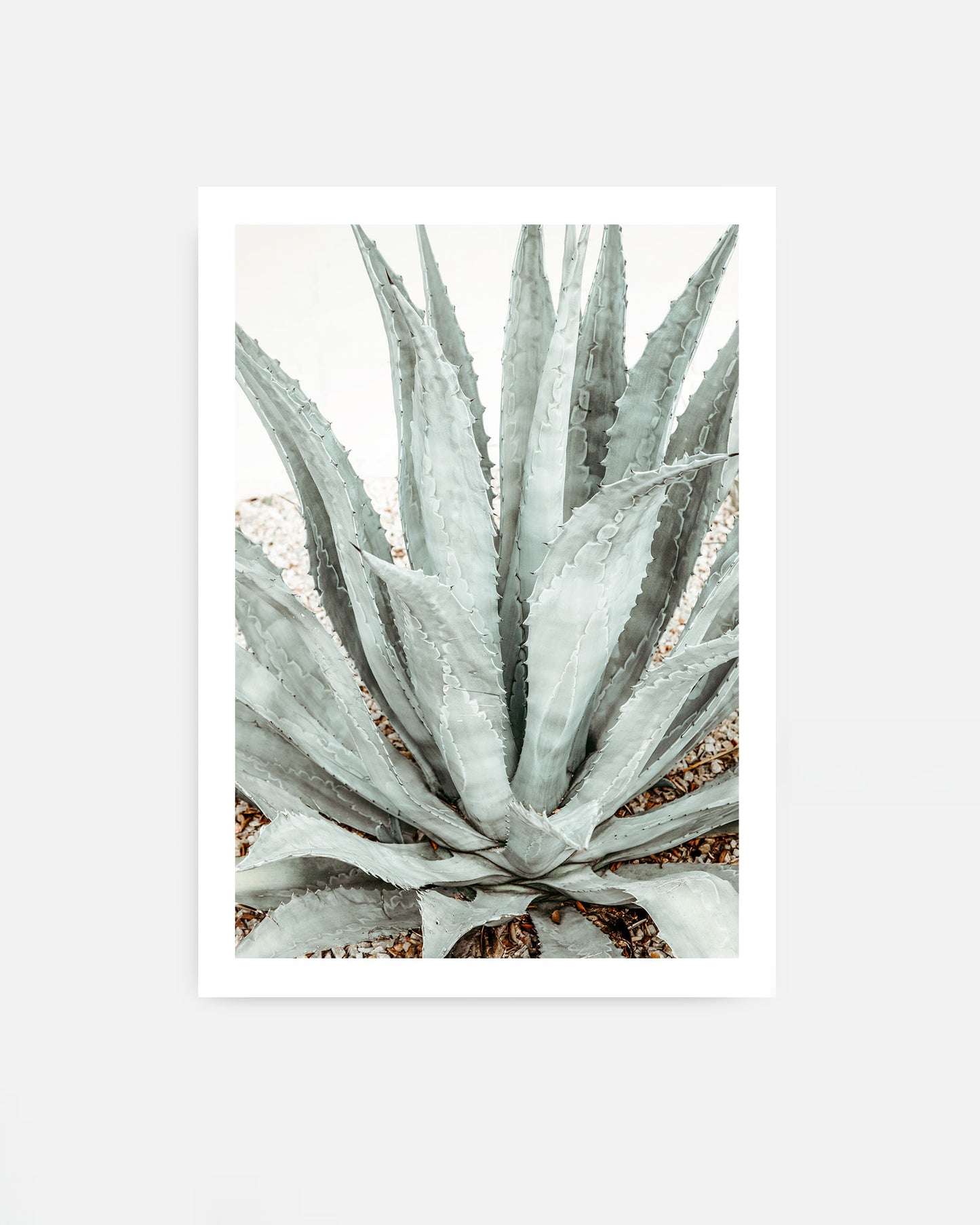 Close-up of a blue-green agave succulent plant with long spiky leaves arranged in a rosette, surrounded by light gravel in a minimalist setting