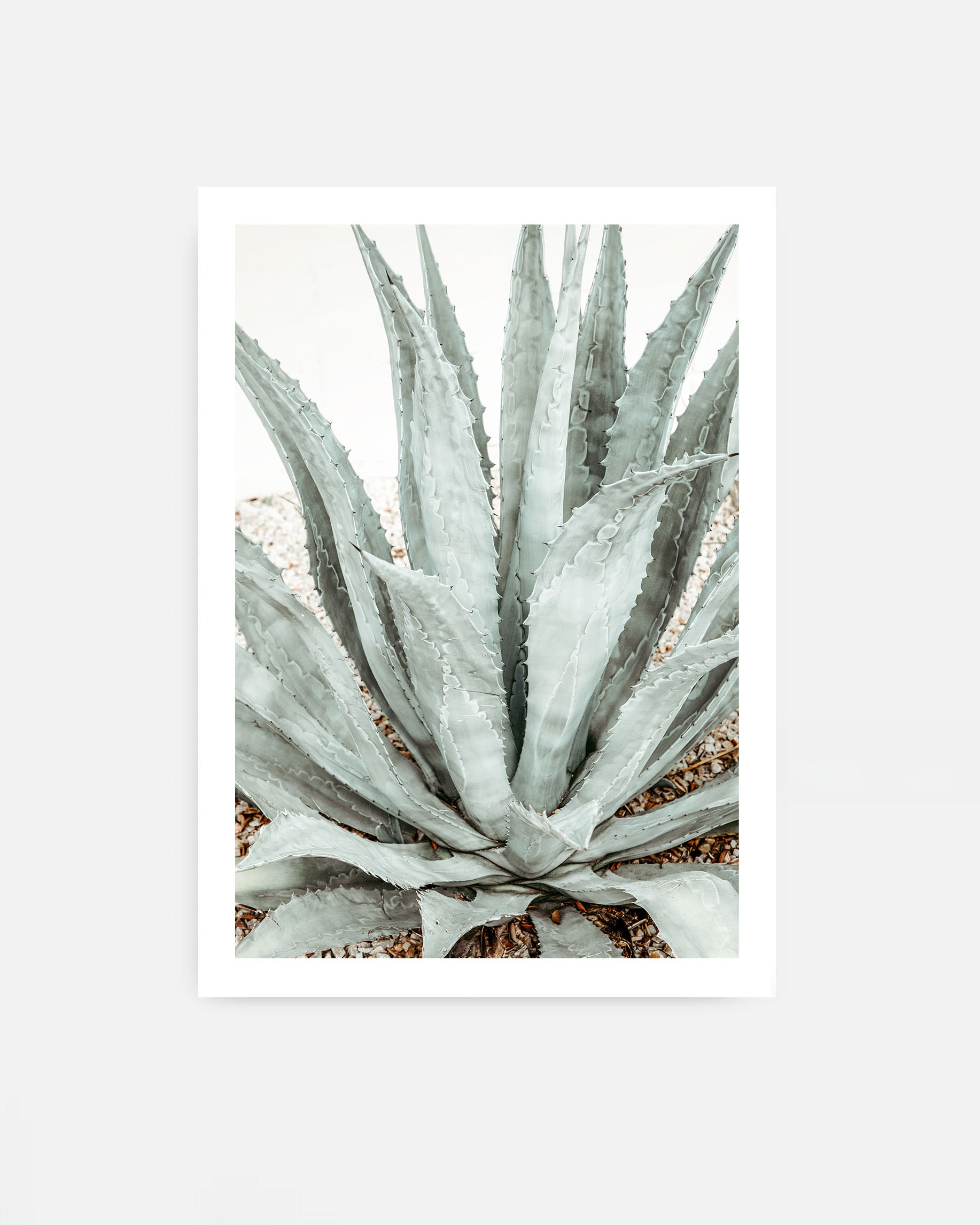 Close-up of a blue-green agave succulent plant with long spiky leaves arranged in a rosette, surrounded by light gravel in a minimalist setting