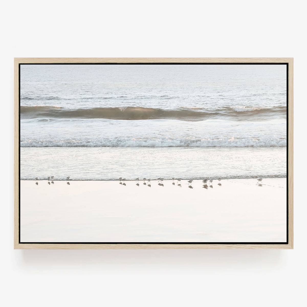 Shore Birds