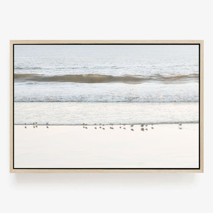 Shore Birds