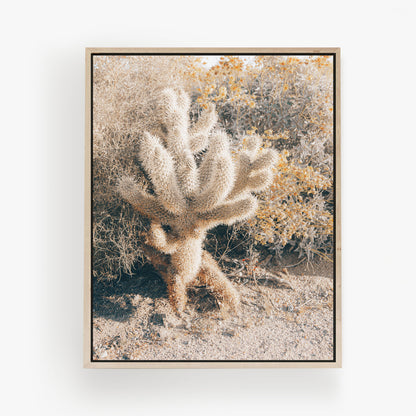 Desert Cholla