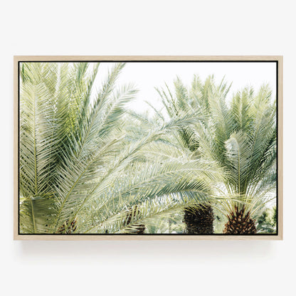 Palm Daydream