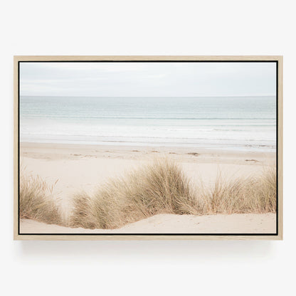 Coastal Dune Grass