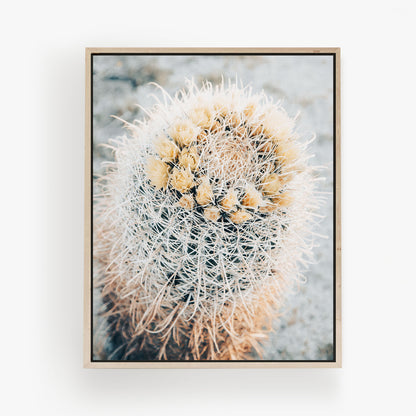 Barrel Cacti