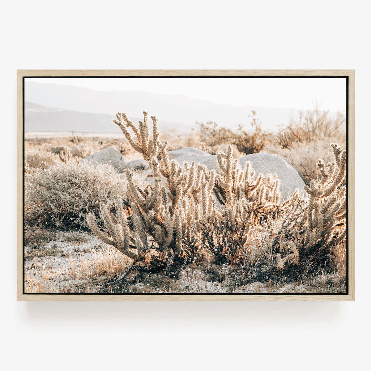Desert Cholla Garden