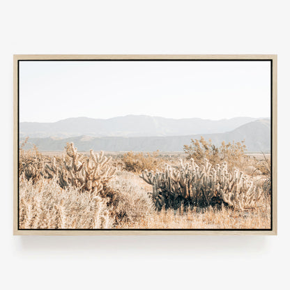 Cholla Valley