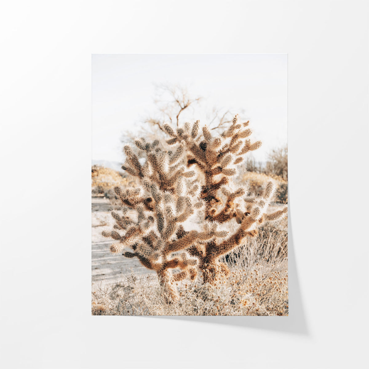 Thorns and Light