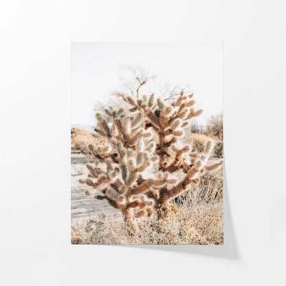 Thorns and Light