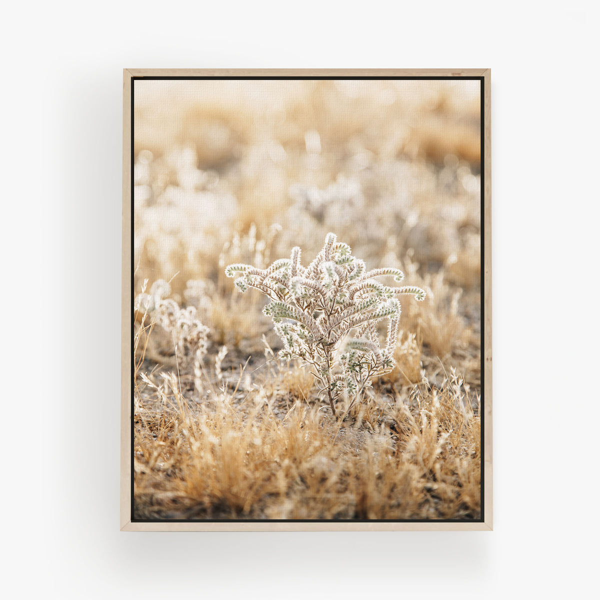 Desert Morning