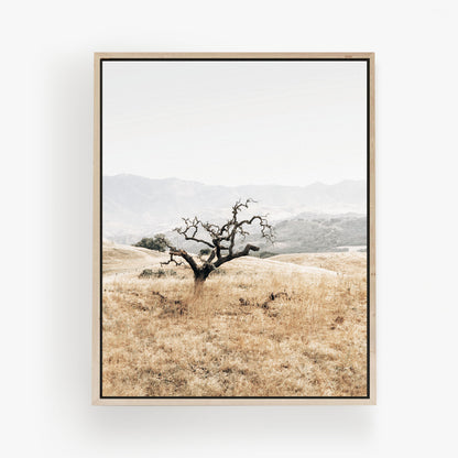 Sunlit Oak
