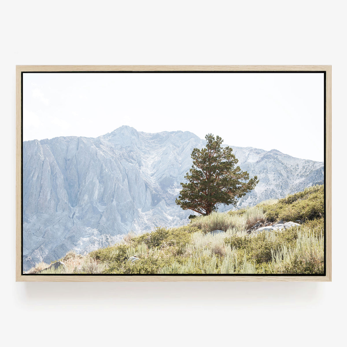 Sierra Tree