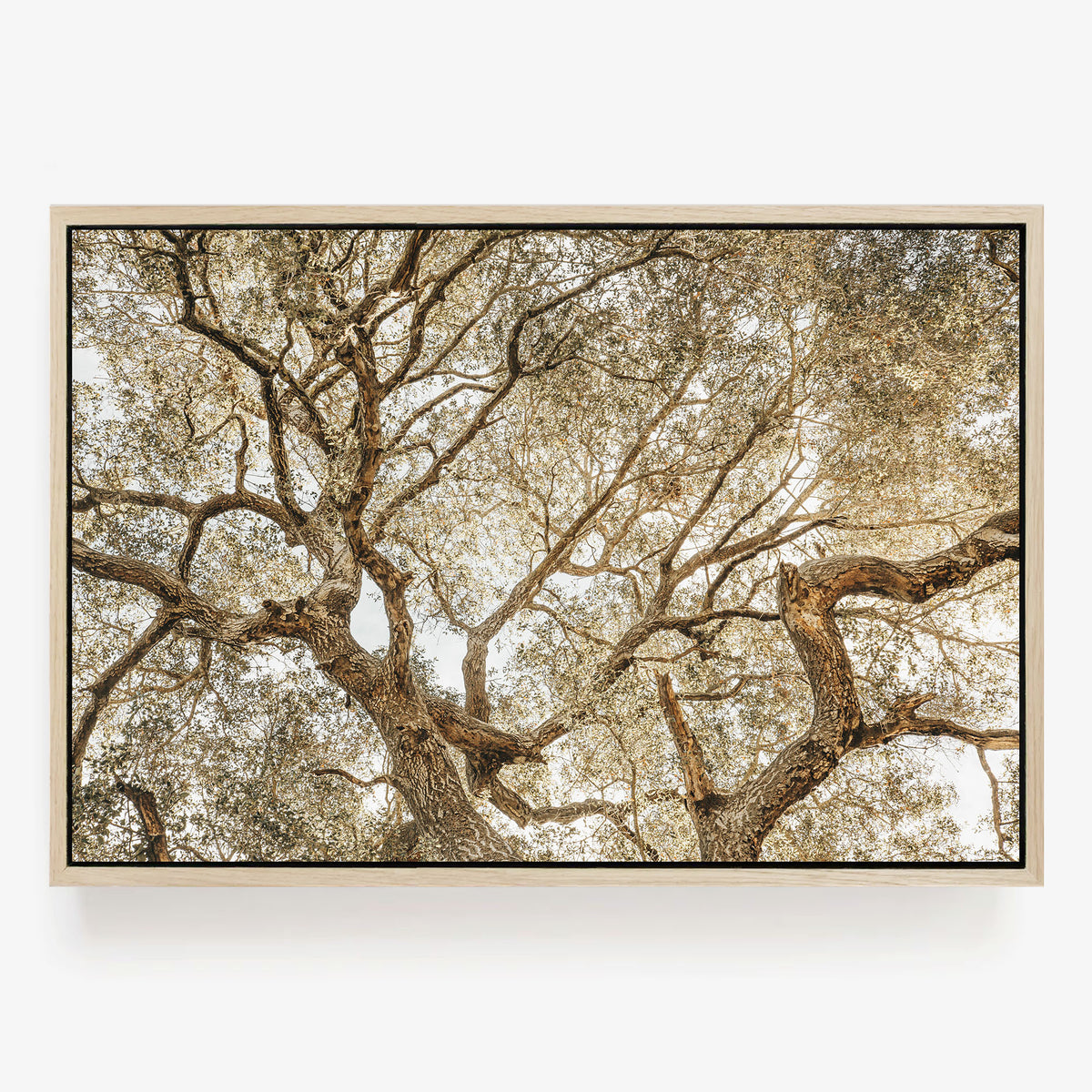 Twisting Branches