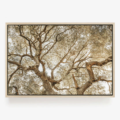 Twisting Branches