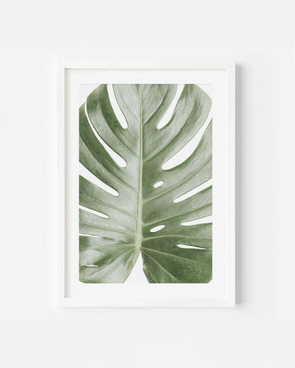 MONSTERA LEAF