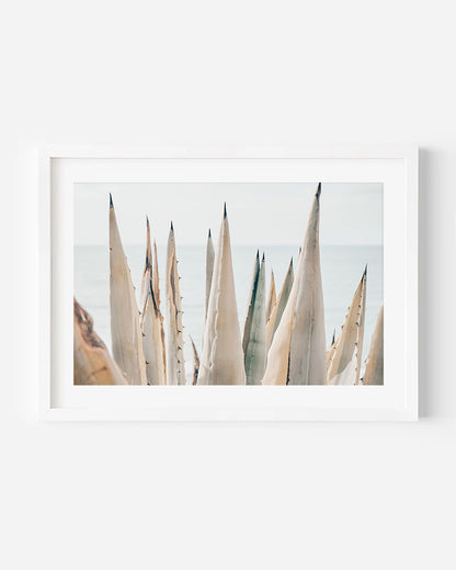 COASTAL AGAVE
