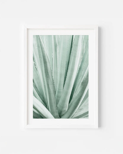 GREEN AGAVE