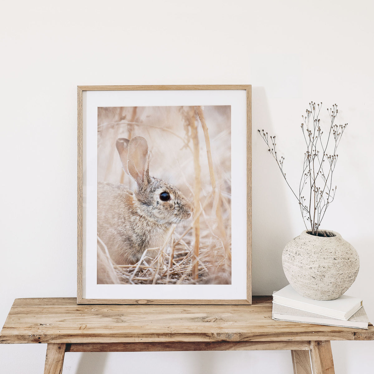 Cottontail