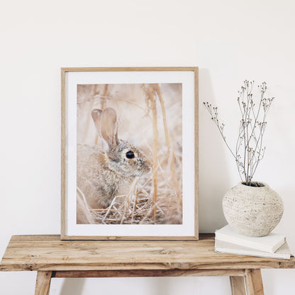 Cottontail