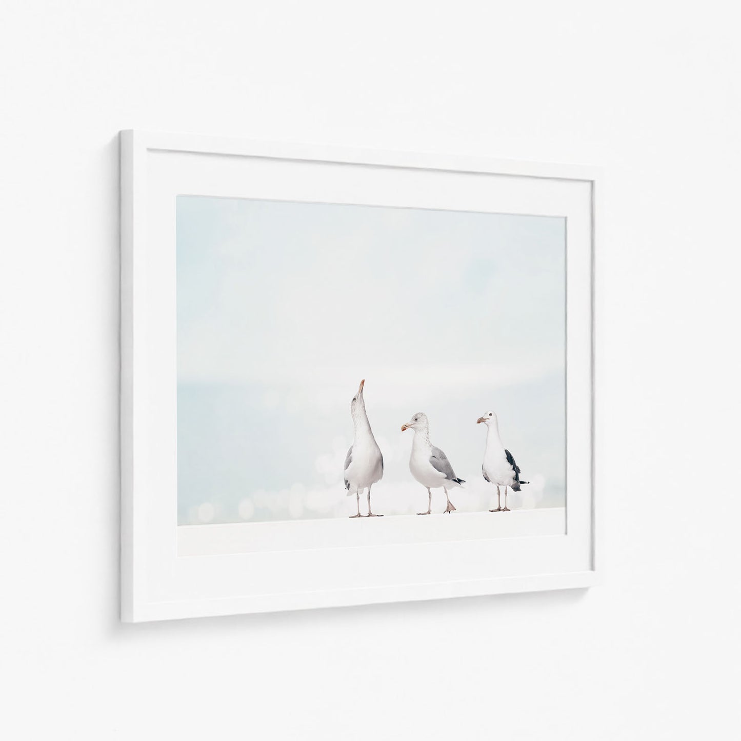 SEAGULLS