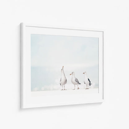 SEAGULLS