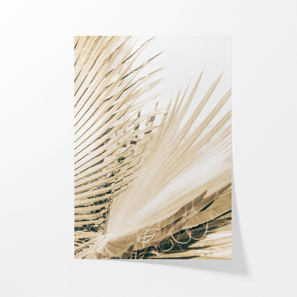 Fronds