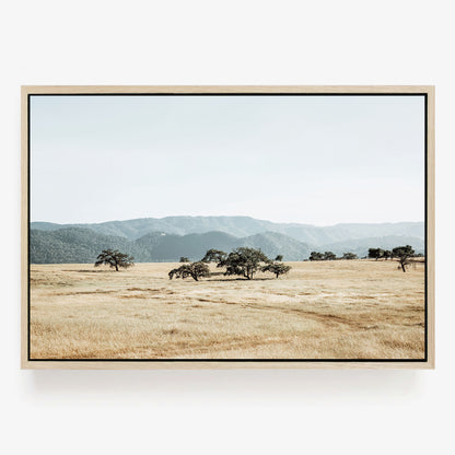 Open Meadow