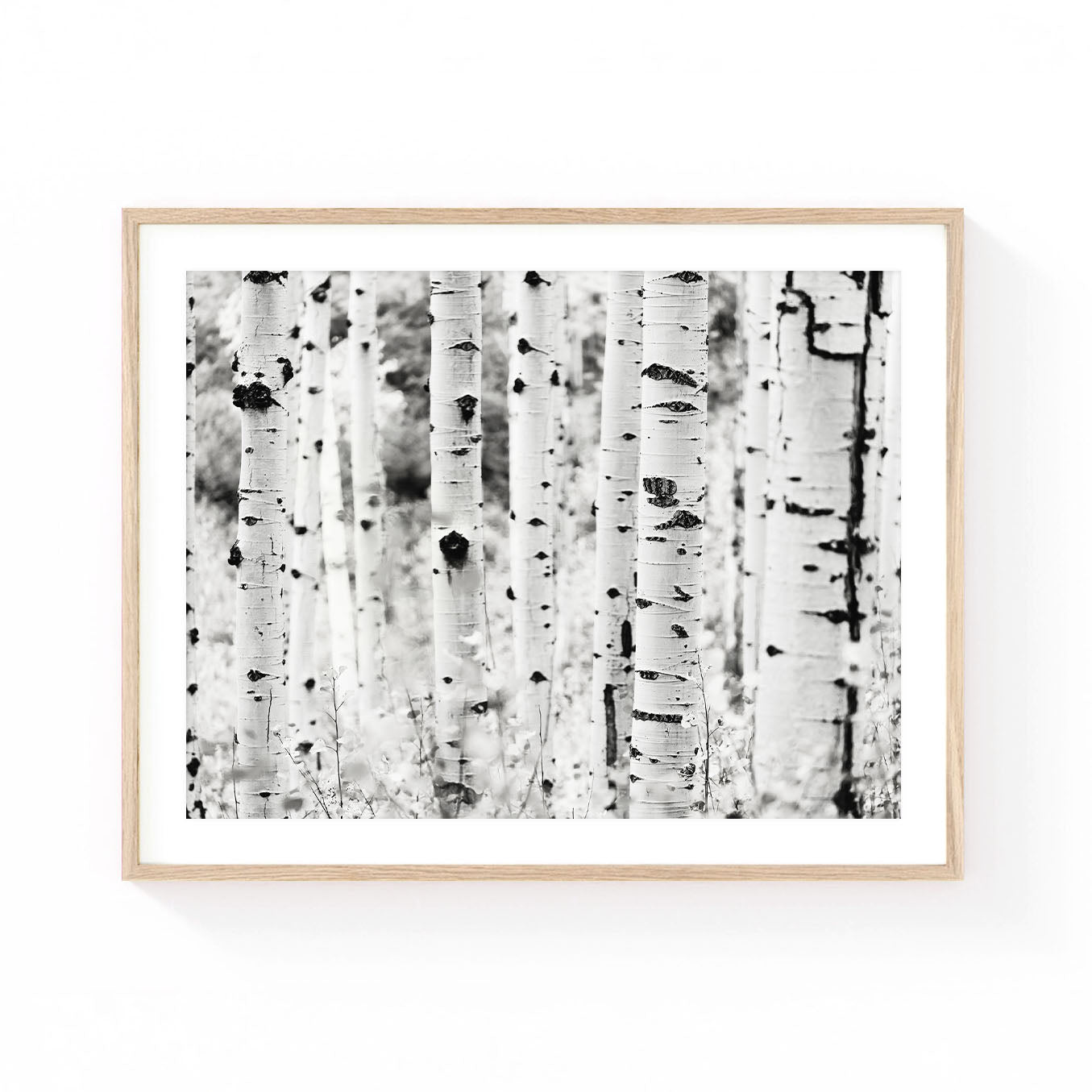 Black and white aspen wall art featuring a grove of slender white aspen trunks with soft forest bokeh, creating a timeless, minimalist nature composition.