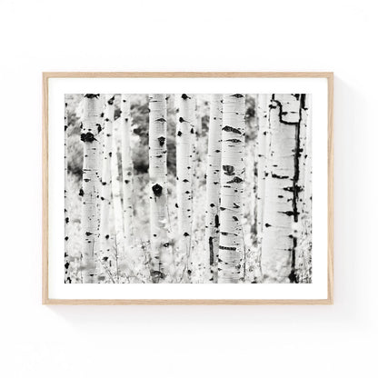 Black and white aspen wall art featuring a grove of slender white aspen trunks with soft forest bokeh, creating a timeless, minimalist nature composition.