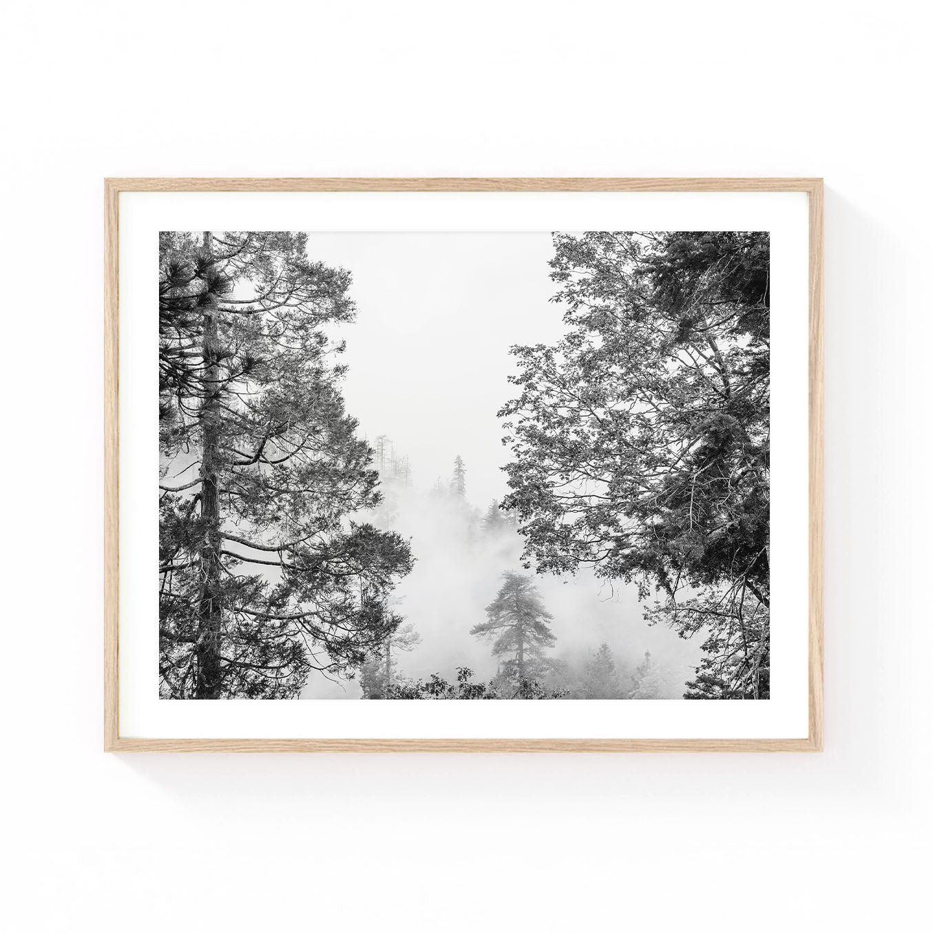 Black and white forest wall art featuring towering pine trees emerging through mountain fog, creating a dramatic woodland scene with moody minimalist nature photography.
